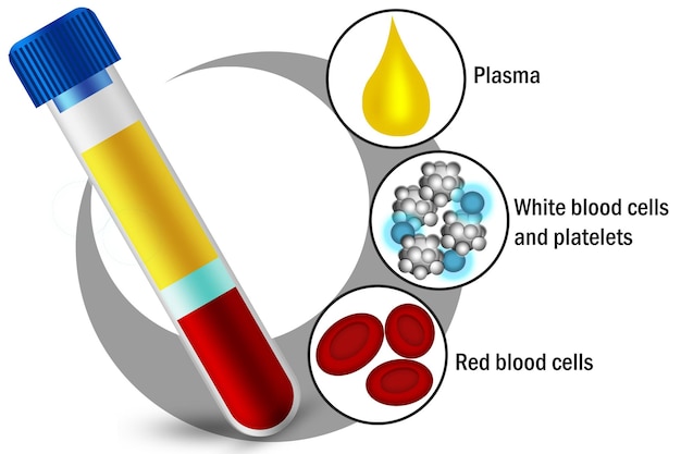 Blutbestandteile der roten Blutkörperchen, der weißen Blutkörperchen, der Blutplättchen und des Plasmas