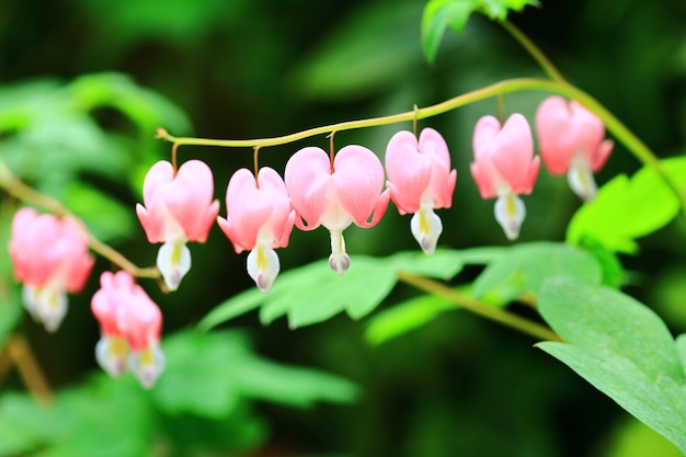 Blutende Herzblumen oder Dicentra spectabilis mit weichem Hintergrund