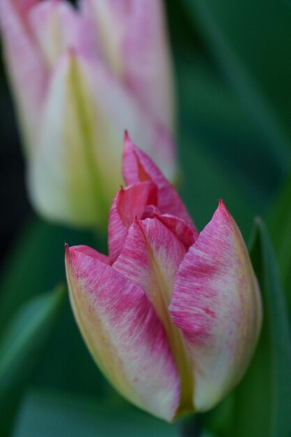 blutende Tulpen