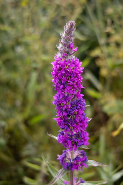 Foto blutweiderich lythrum virgatum blüht in der nähe von padstow in cornwall