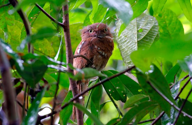 Blyth&#39;s Frogmouth Hermosas aves de Tailandia