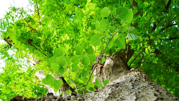 Bo Frische grüne Bodhi-Blätter mit goldenem Holz im Frühling oder natürlich schöne Unschärfe