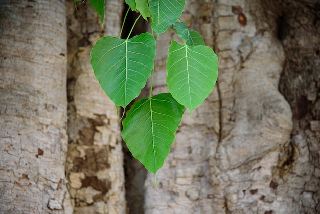 Foto bo hoja verde con arbol