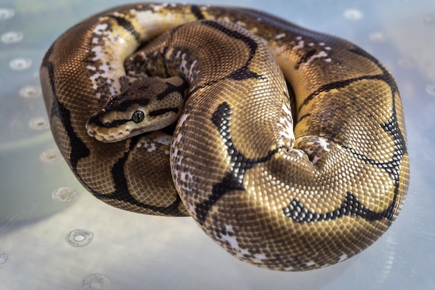 Una boa acurrucada en el suelo en un zoológico.