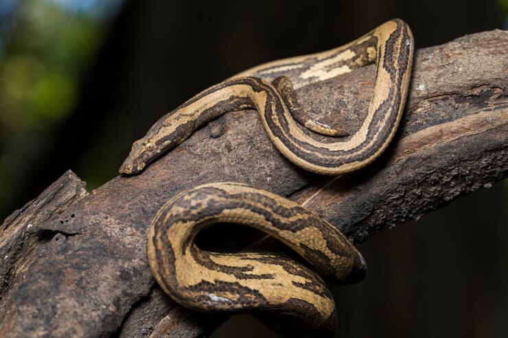 Foto la boa arbórea indonesia candoia carinata o serpiente boa terrestre del pacífico