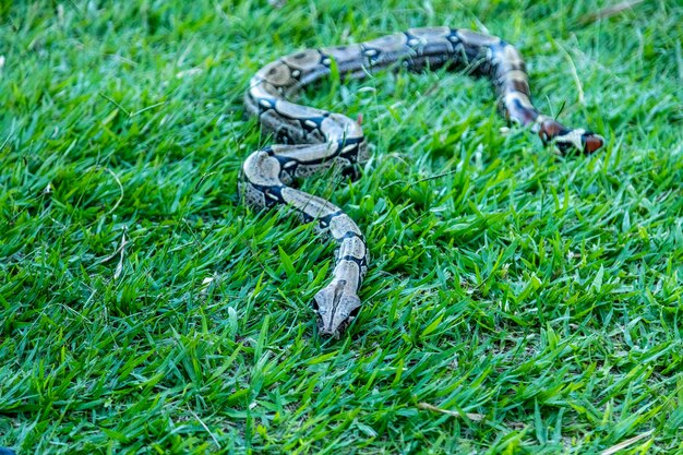 Boa (Boa constrictor) paseando por el césped.