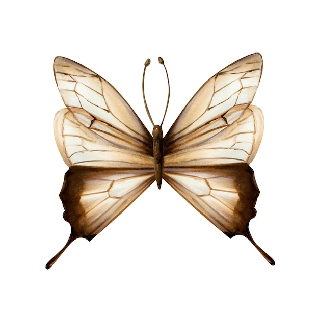 Boa borboleta boho aquarela desenhada à mão clipart de inseto bege isolado em fundo botânico