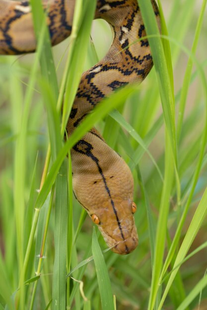 Boa Cobra na grama Boa constrictor cobra no galho da árvore