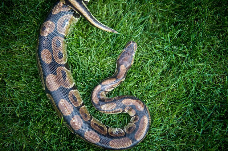Foto una boa constrictor se arrastra a través de la hierba verde gran serpiente reptil carnívoro