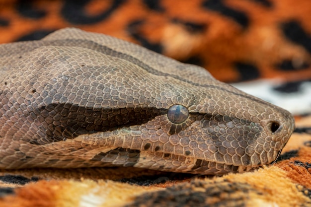 Boa Constrictor (Boa Constrictor Constrictor).