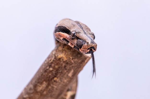 La boa constrictor (Boa constrictor), también llamada boa de cola roja o boa común, es una especie de serpiente grande, no venenosa y de cuerpo pesado que con frecuencia se cría en cautividad.