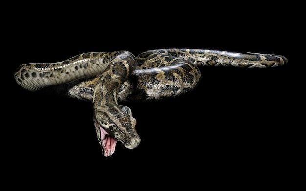 Boa Constrictor Die größte giftige Schlange der Welt lokalisiert auf schwarzem Hintergrund