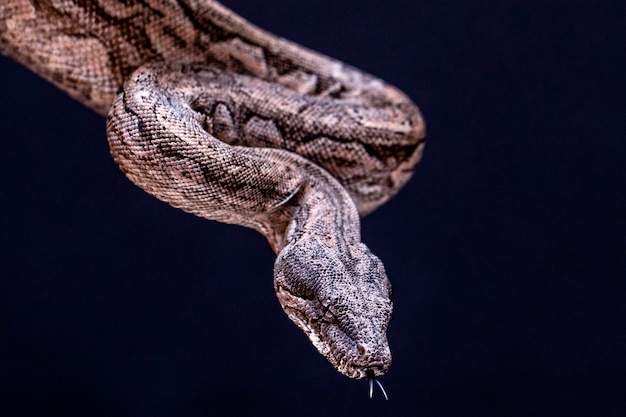 La boa constrictor es un pez serpiente que puede alcanzar un tamaño adulto de 2 metros (Boa constrictor amarali) a 4 metros (Boa constrictor constrictor). En Brasil, donde se encuentra la segunda serpiente más grande.