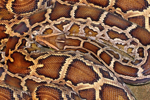 Boa constrictor o patrón único de Python en la piel de un reptil