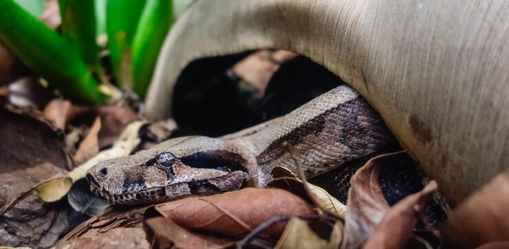 Foto boa constrictor serpiente boa de cola roja o la boa común vista de cerca