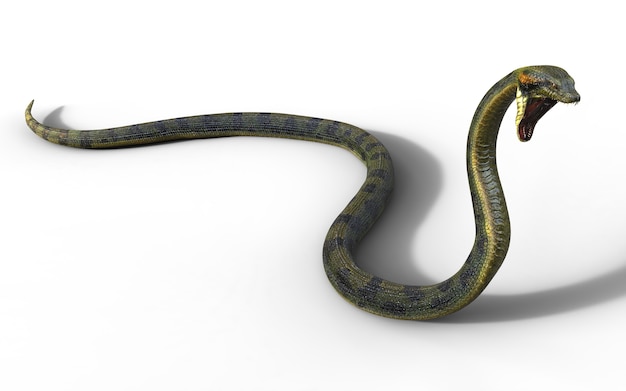Boa Constrictor La serpiente venenosa más grande del mundo