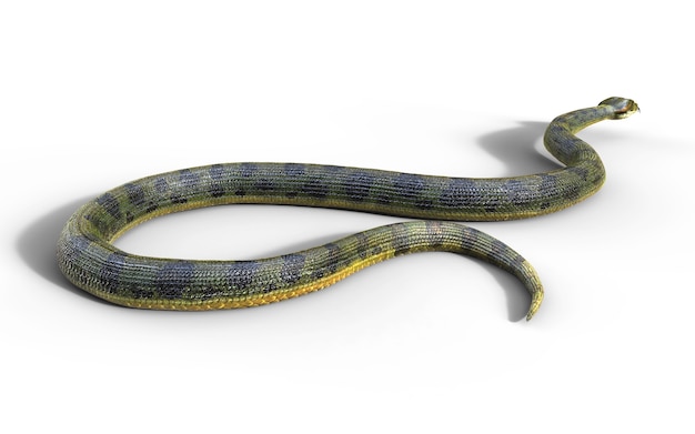 Boa Constrictor La serpiente venenosa más grande del mundo