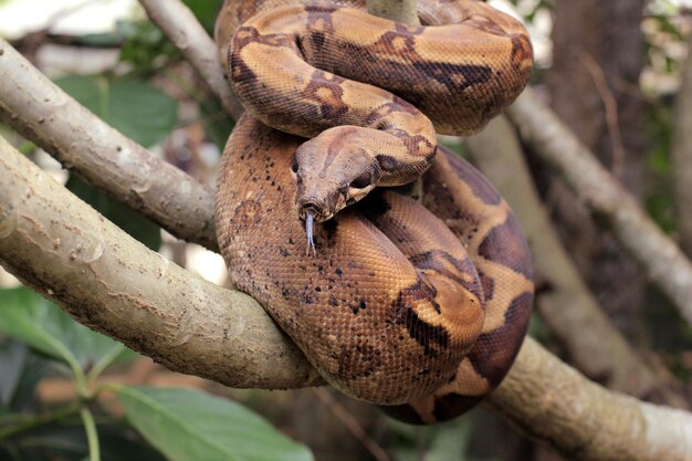 Boa constrictor também chamada de jibóia de cauda vermelha ou jibóia comum é uma espécie de cobra não venenosa