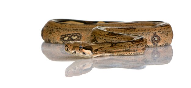 Boa Constrictor vorne auf einem weißen isoliert