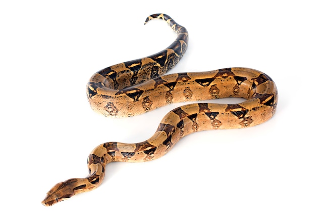 Boa Constrictor