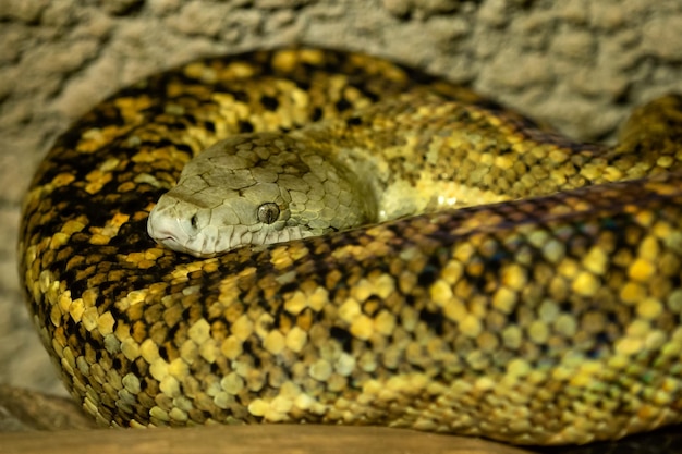 Boa jamaicana epicrates subflavus esta cobra está ameaçada de extinção