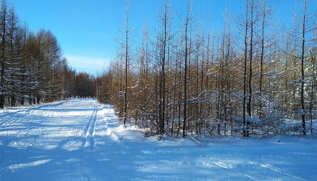 boa pista de esqui em um campo nevado