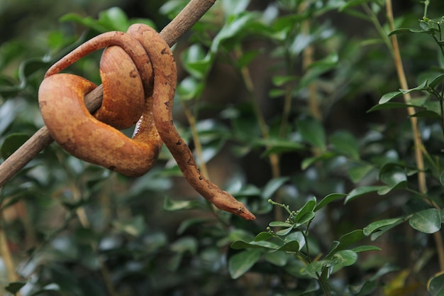 Foto la boa de tierra del pacífico o la boa de escamas de quilla del pacífico es popular como mascota en indonesia