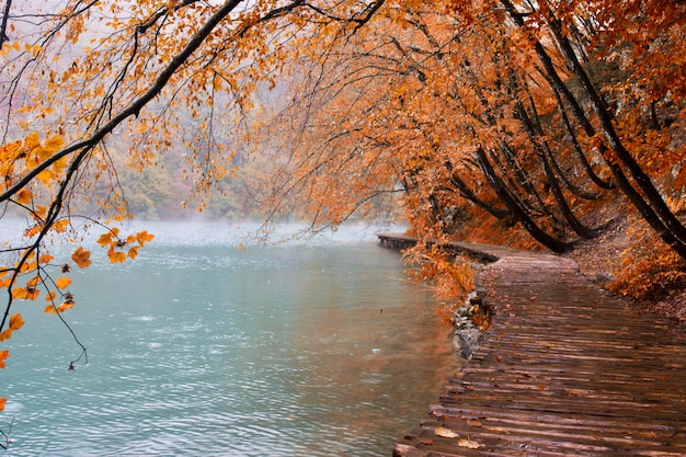 Boardwalk bei Bäumen und See im Herbst
