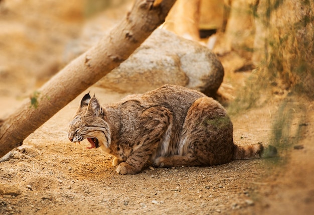 Bobcat é um mamífero norte-americano Bobcat adulto Lynx Rufus Foto