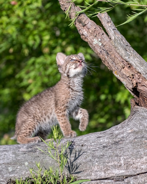 Bobcat gatinho na prática de caça