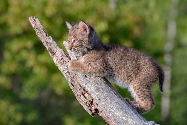 Bobcat Kitten subiendo un viejo tronco caído