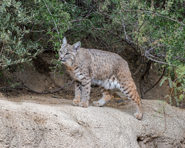 Foto bobcat sob um guarda-chuva de ramos