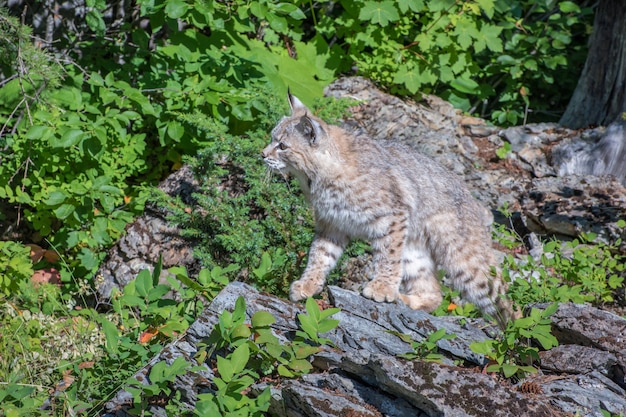 Bobcat steht auf Felsen