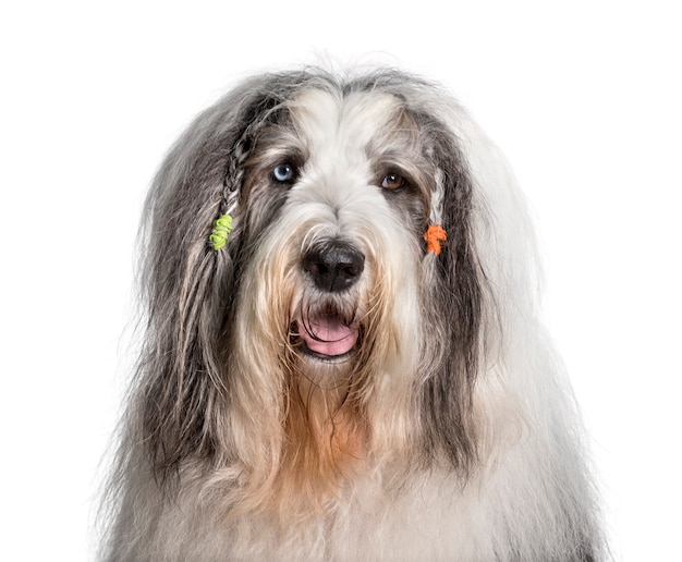 Bobtail com tranças contra fundo branco