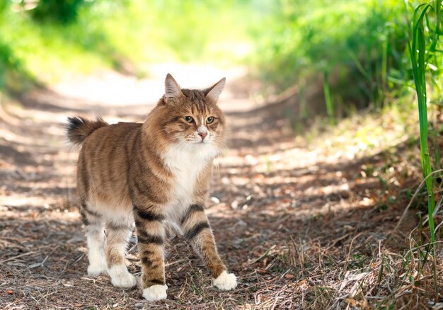 Bobtail curiliano na natureza