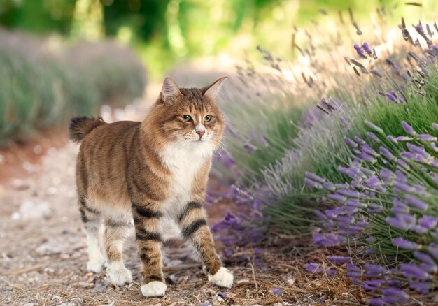 Foto bobtail curiliano na natureza