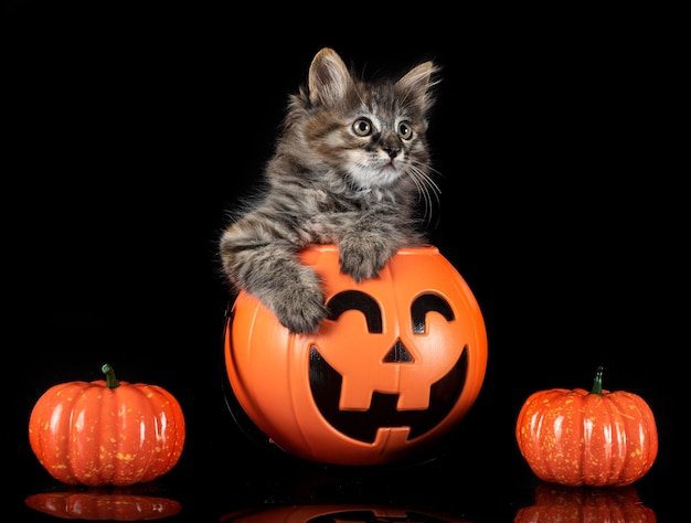 Bobtail Kurilian joven delante de un fondo negro