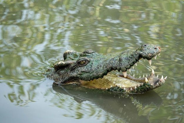 La boca abierta de un cocodrilo de agua salada en el delta del Mekong, Vietnam