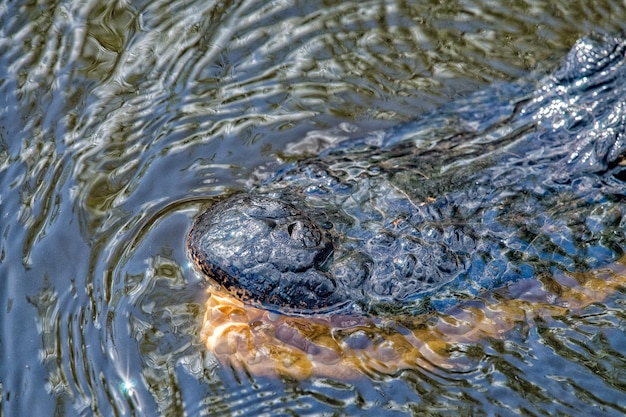 Boca de cocodrilo de Florida sobre el agua en los Everglades retrato de cerca