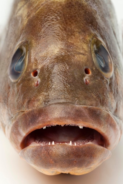 Foto boca y dientes de un mero oscuro fresco