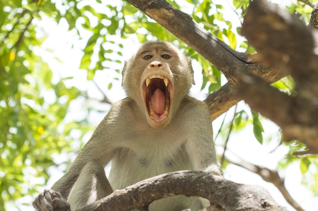 Foto bocejo de macaco