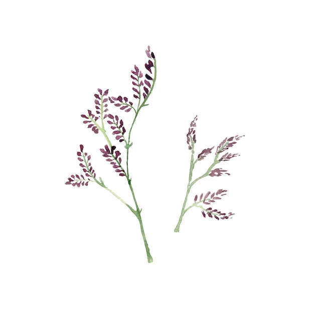 Boceto de conjunto de rama de planta de flor violeta. Una ilustración de acuarela. Textura dibujada a mano, aislada.