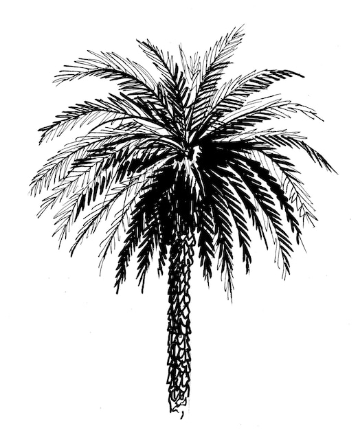 Un boceto de una palmera con el nombre palm.