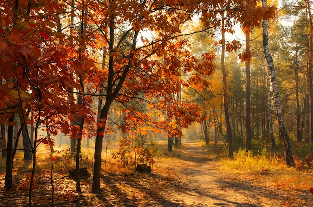 Bocetos de otoño. Paisaje. Colores de otoño.