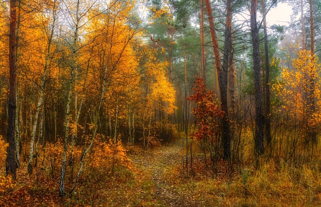 Bocetos de otoño. Paisaje. Colores de otoño.