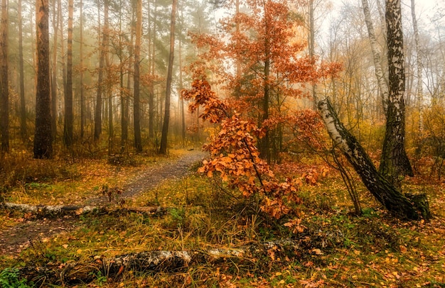 Bocetos de otoño. Paisaje. Colores de otoño.