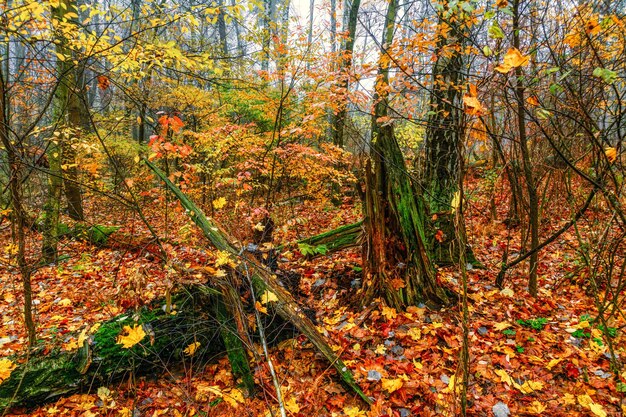 Bocetos de otoño. Paisaje. Colores de otoño.