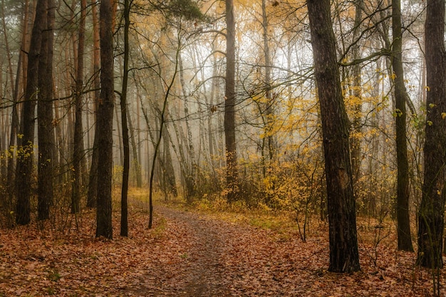 Bocetos de otoño. Paisaje. Colores de otoño.