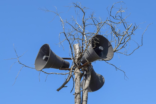 Bocinas vintage en un árbol seco