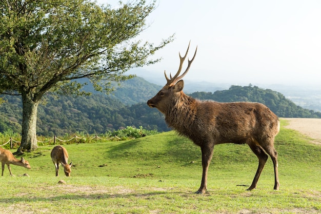 Bock Hirsch